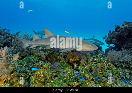 Ammenhai (Ginglymostoma cirratum), Schwimmen in einem Korallenriff, hinter zwei Karibische Riffhaie (Carcharhinus perezi), Bimini, Bahamas Stockfoto