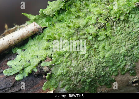 Auch Scalewort Moos, Radula complanata, ein Cannabis Moss Stockfoto