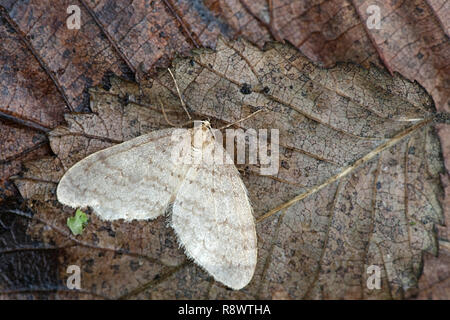 Winter moth, Operophtera brumata Stockfoto