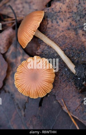 Tubaria furfuracea, allgemein bekannt als die scurfy twigle Stockfoto