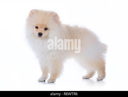 Cute pet, pomeranian Pflegen Hund auf weißem Hintergrund Stockfoto