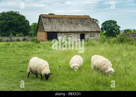 Jungsteinzeitlichen Steinkreise und Wiese mit Schafe weiden in der Nähe von Avebury, Wiltshire, England, Europa. Stockfoto