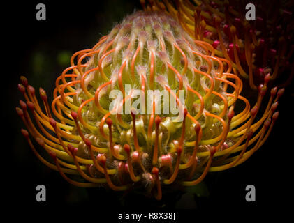 Nahaufnahme eines Protea Blume in Kirstenbosch, der Botanische Garten in Kapstadt, Südafrika Stockfoto