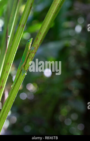 Papaikou, Hawaii - Goldstaub Taggecko (Phelsuma laticauda). Native auf Madagaskar, der Gecko hat zu verschiedenen Pazifischen Inseln eingeführt worden. Stockfoto