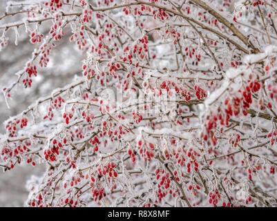 Die Frucht der Berberitze im Schnee Stockfoto