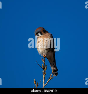 Männliche amerikanische Kestrel, Falco sparverius, auf Zweig Colorado ruht, USA Stockfoto