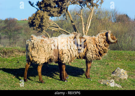 Castlemilk Moorit Schafe Stockfoto