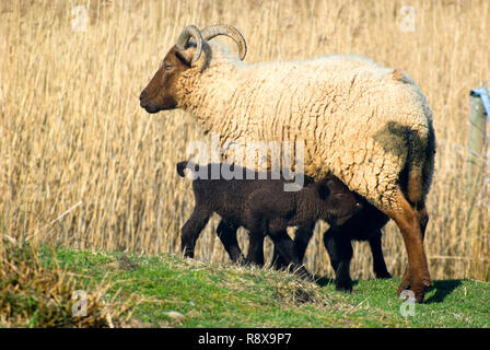 Castlemilk Moorit Schafe Stockfoto