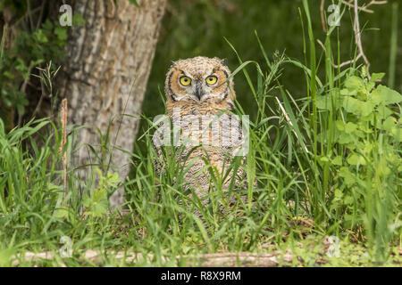 Juvenile große gehörnte Eule Stockfoto