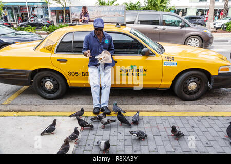 Miami Beach, Florida, schwarzer Mann, männlich, Taxifahrer, der Tauben füttert, FL181205131 Stockfoto