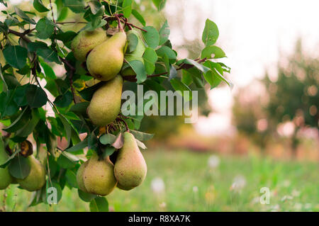 Birne Obst Garten mit gewachsenen Süße grüne Birnen Stockfoto