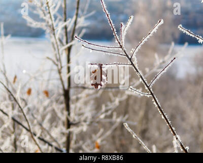Lonely frosty Eichenlaub auf dem Zweig Stockfoto