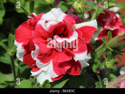 Schöne farbenprächtige, rot-weiß gestreifte Doppel Petunia Blume. Stockfoto