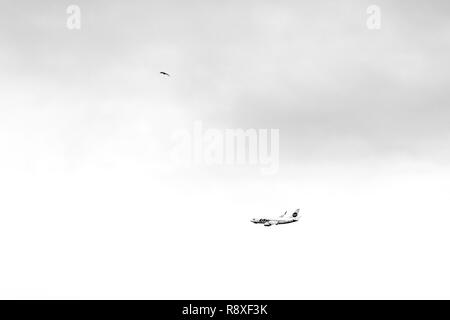 Moskau, Russland - Juli 8, 2016: UTair Boeing 737 ab Flughafen Vnukovo. Flugzeug steigt in den Himmel. Stockfoto