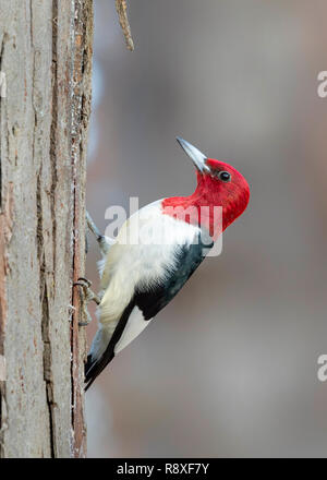 Rothaarige Specht (Melanerpes erythrocephalus), nach Fütterung auf einem Baumstamm im Winter, Iowa, USA Stockfoto