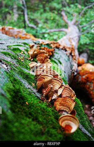Wilde Pilze auf einem Stamm des Baums sind von Grün umgeben. Gefallenen großen Baum Nahaufnahme. Viele Pilze wachsen auf einem Baum. Braune und gelbe Pilze, g Stockfoto