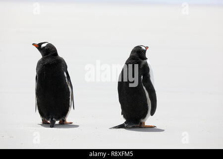 Zwei Gentoo Penguins stehen auf dem Strand in den Hals auf Saunders Island, Falkland Inseln Stockfoto