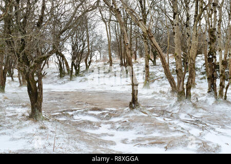 Schnee auf dem Boden in den Wäldern rund um Cheddar Gorge in Somerset Stockfoto