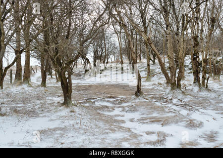 Schnee auf dem Boden in den Wäldern rund um Cheddar Gorge in Somerset Stockfoto