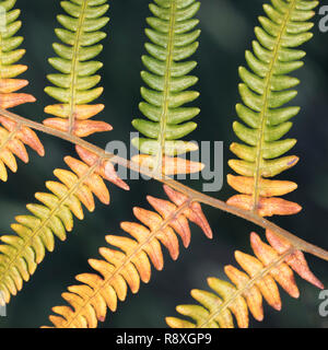 Detail of a Bracken frond with autumn colours setting in Stockfoto