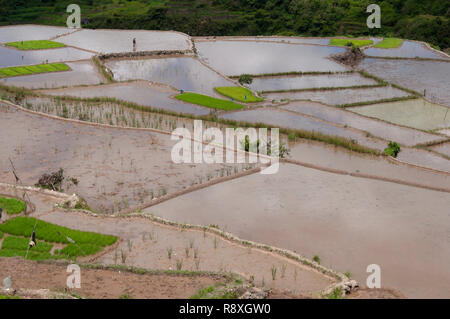 Landwirt in Felder bei Maligcong Reisterrassen, Bontoc, Mountain Province, Luzon, Philippinen Stockfoto