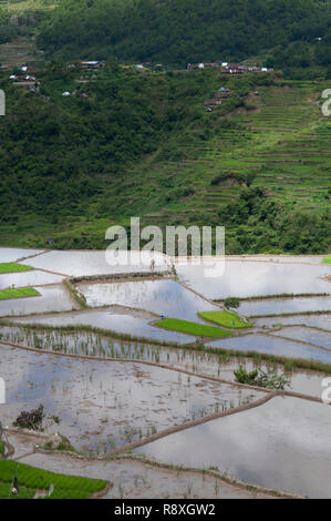 Landwirt in Felder bei Maligcong Reisterrassen, Bontoc, Mountain Province, Luzon, Philippinen Stockfoto