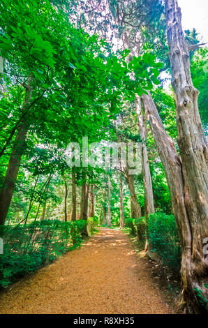 Einer von Bäumen gesäumten Weg führt zu Rowan Oak, der Heimat der Autor William Faulkner, 30. Mai 2015, in Oxford, Mississippi. Stockfoto