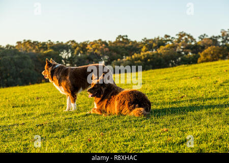 Zwei braune Border Collie Hunde in Farm Paddock Western Australia Stockfoto