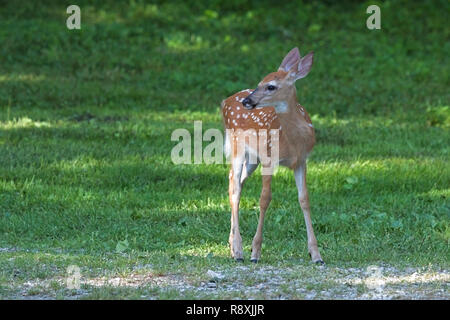 Eine Warnung fawn steht auf grünem Gras, während sich auf der rechten Seite. Seine weiße Flecken zeichnen sich im Gegensatz zu den gelblich-braunen Fell und Kohle schwarze Nase. Stockfoto