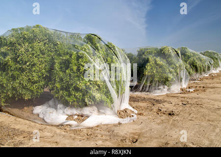 Die Verrechnung der Schutz "Clementine" Mandarin Orchard aus Fremdbefruchtung von Obst, Polyethylen Fine Mesh Verrechnung. Stockfoto