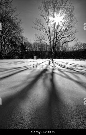 Lange Schatten am frühen Morgen auf dem Schnee Stockfoto