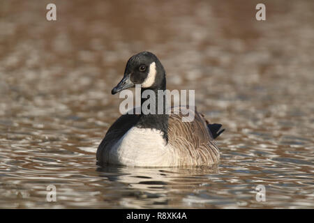 Kanadagans Branta canadensis Schwimmen auf Gold Wasser Stockfoto