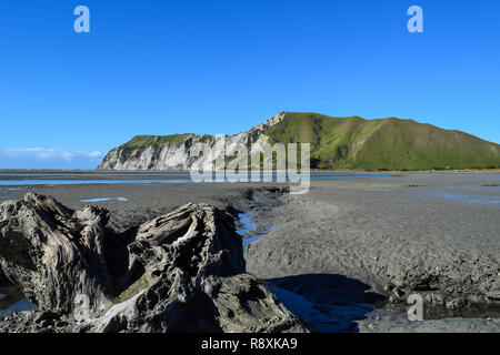 Großen und merkwürdigen Treibholz Stück schwimmt auf dem Strand mit der hohen Klippen im Hintergrund in Gisborne, Neuseeland Stockfoto