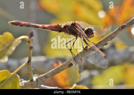 Eine Libelle in Ruhe auf einem Baum, mit Hintergrundbeleuchtung aus dem späten Nachmittag Sonne. Stockfoto