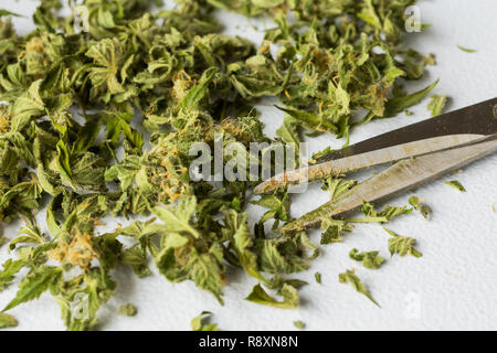 Abgeschnitten von frischem Cannabis Marihuana Blätter auf einem weißen Hintergrund Stockfoto