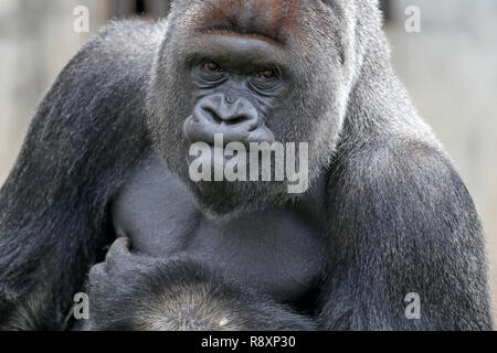 Gorilla (Gorilla gorilla Gorilla), Male, Silverback, Captive Stockfoto