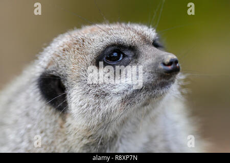 Erdmännchen, (Erdmännchen suricatta), Captive Stockfoto