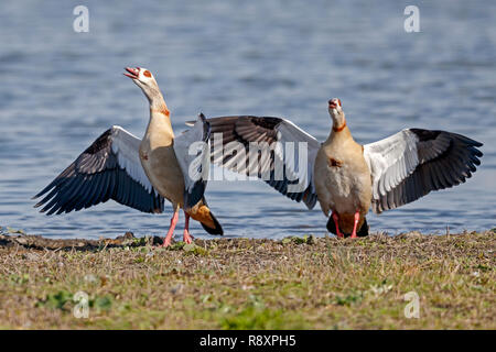 Nilgans (Alopochen aegyptiacus), die in Aktion, Tierwelt, Deutschland Stockfoto