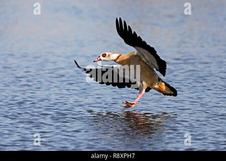 Nilgans (Alopochen aegyptiacus), die in Aktion, Tierwelt, Deutschland Stockfoto