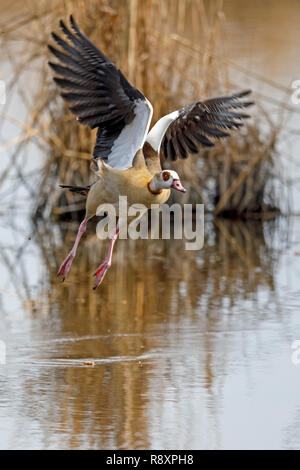 Nilgans (Alopochen aegyptiacus), die in Aktion, Tierwelt, Deutschland Stockfoto