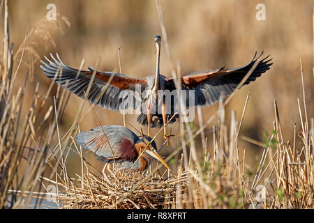 Purpurreiher (Ardea purpurea) auf ihr Nest in der Rasse Saison, Tierwelt, Deutschland Stockfoto