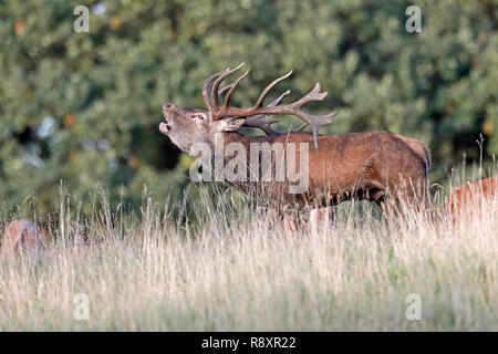 Red Deer (Cervus elaphus), hirschbrunft, Captive Stockfoto