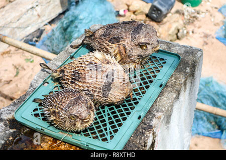 Kugelfische wurde aus dem Meer geholt. Geblasen und getrocknet als Souvenir auf dem Markt zu verkaufen. Stockfoto