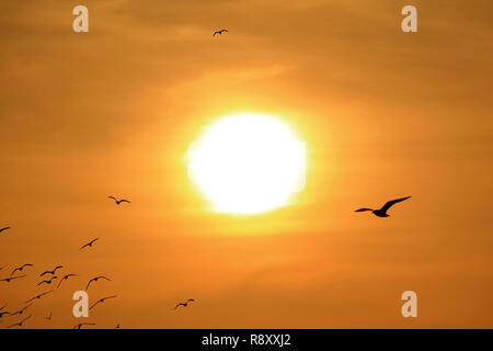 Silhouette der Gruppe von Möwen fliegen gegen die helle Sonne Stockfoto