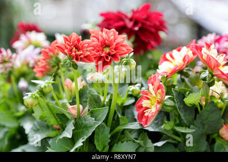Verschiedene rote Blumen in einem Garten Stockfoto