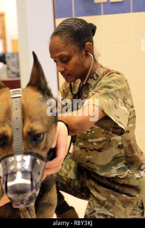 Kapitän Janas Grau, der verantwortliche Offizier der Zentrale und Sitz der Gesellschaft, den Area Support Group-Kuwait Veterinärbehörden wird eine Untersuchung an einer der militärischen Camp Arifjan Arbeitshunde im Camp Arifjan, Kuwait, 24.02.2017. Stockfoto