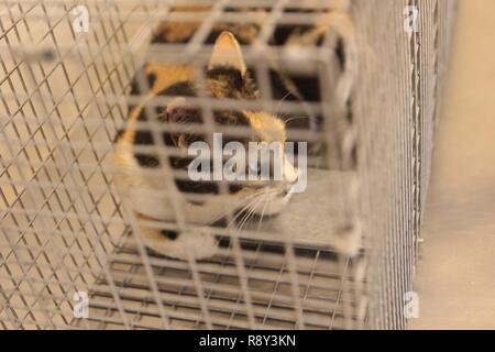 Eine wilde Katze, die in der Unternehmenszentrale und die Konzernzentrale, den Area Support Group-Kuwait Veterinärbehörden für die Trap Neutrum Release Programm Impfen im Camp Arifjan, Kuwait, 24.02.2017 gebracht wurde. Stockfoto