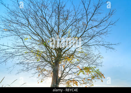 Die alte Bodhi-baum ist in der Zeit der sich wandelnden Blätter im Winter, wenn die Sonne scheint durch den Baum der neue Tag im Hochland von Vietnam zu begrüßen Stockfoto