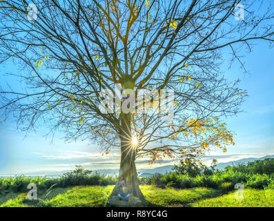 Die alte Bodhi-baum ist in der Zeit der sich wandelnden Blätter im Winter, wenn die Sonne scheint durch den Baum der neue Tag im Hochland von Vietnam zu begrüßen Stockfoto