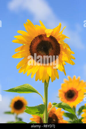 Sonnenblumen vor blauem Himmel. Stockfoto